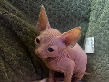 Sphynx · Skogås · Filippa J.