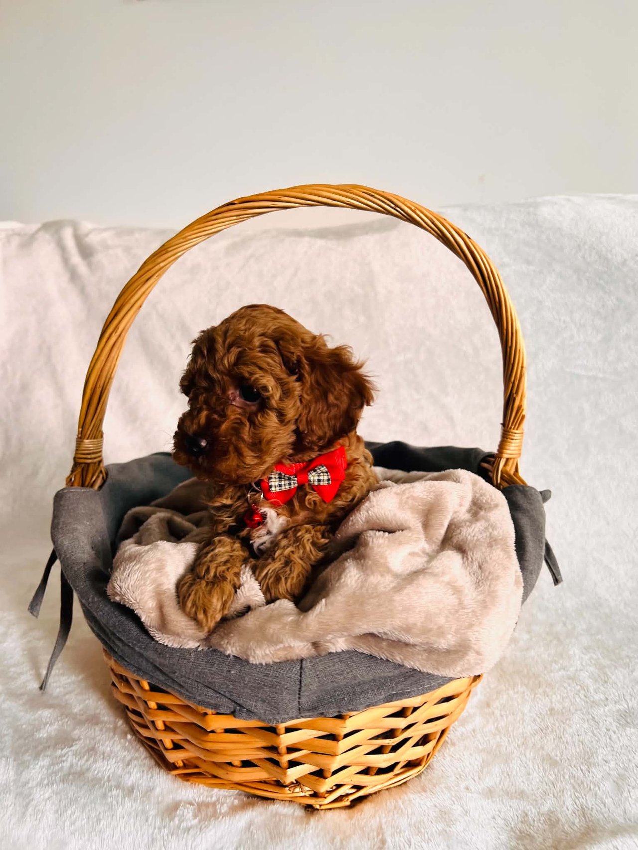 Historia och ursprung