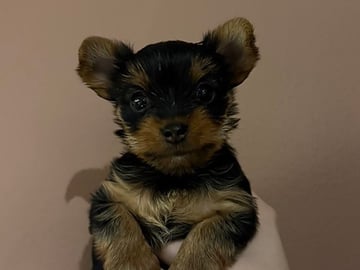 Yorkshire terrier · Skjetten · Cathrine S.