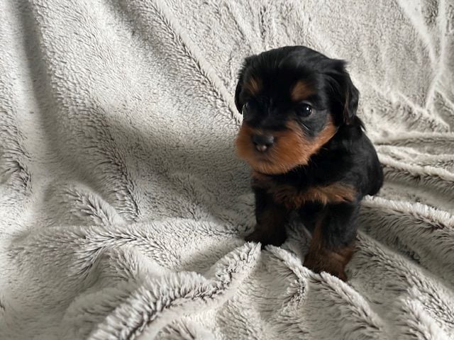 Puppy: Pax TINGAD