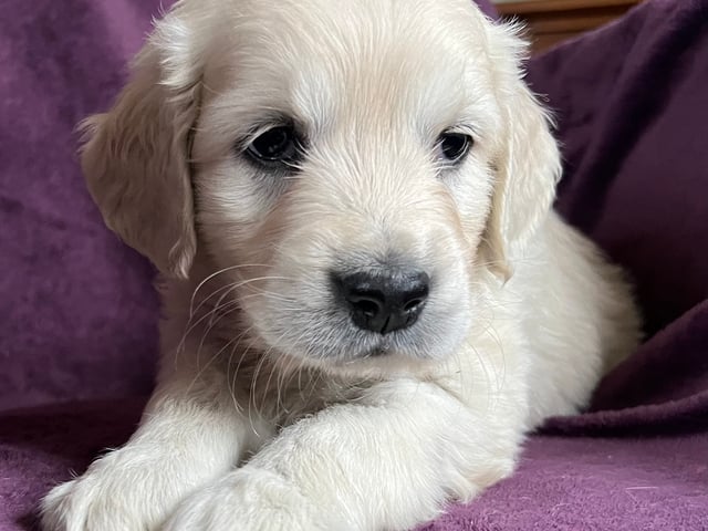Golden retriever