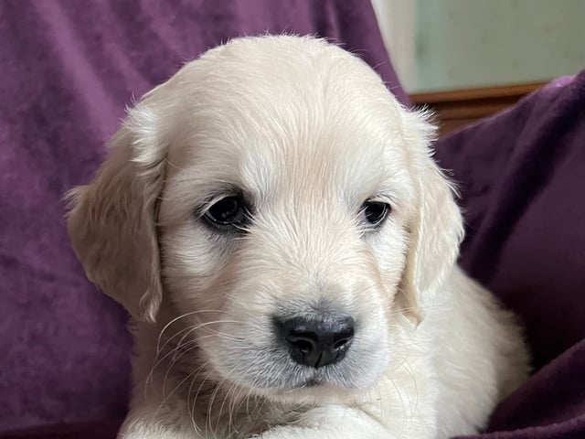 Golden retriever