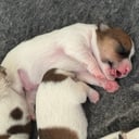 Jack russell terrier