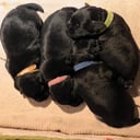 Dvärgschnauzer