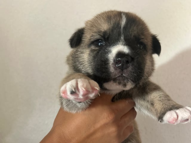 Akita