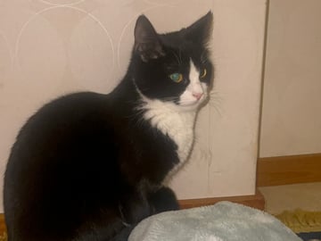 Exotic Shorthair · Karlstad · Aydeh N.