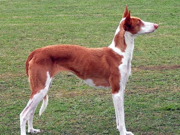 Podenco ibicenco