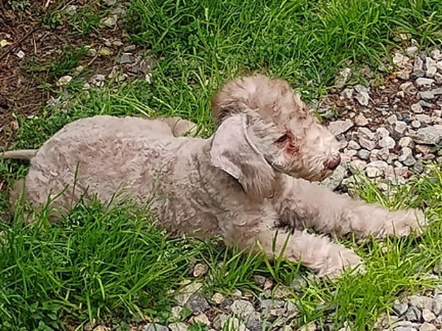Bedlington Terrier