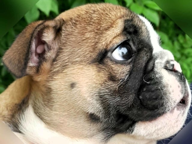 Engelsk bulldog