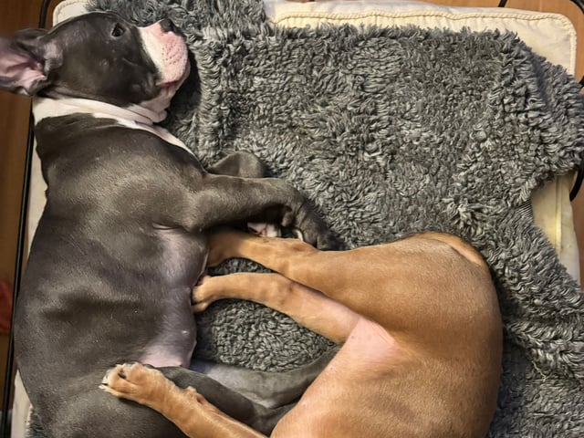 American bully