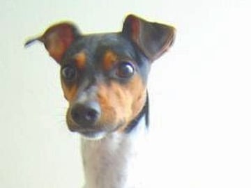 Brazilian Terrier