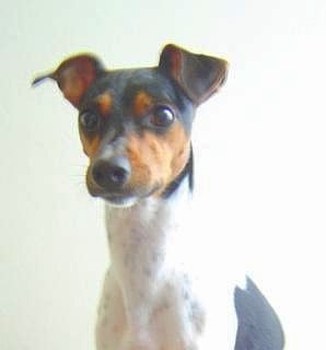 Terrier brasileiro