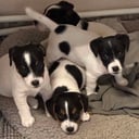 Jack russell terrier