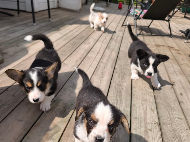 Welsh corgi cardigan