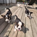 Welsh corgi cardigan
