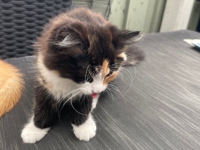 kattunge: Hona 2