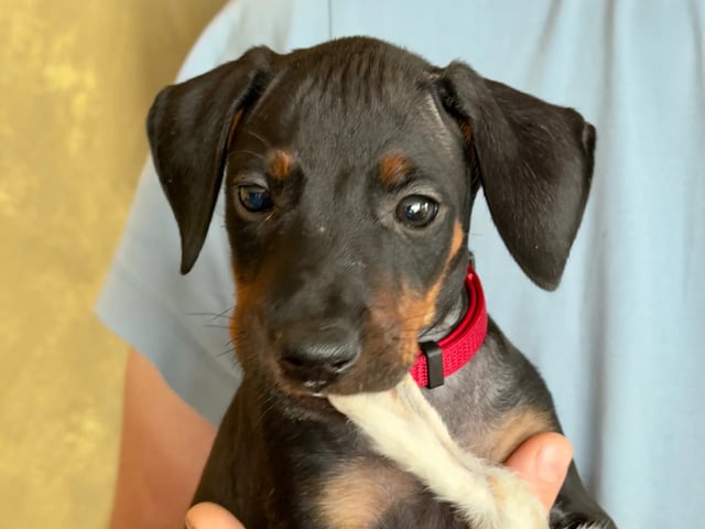 Manchesterterrier