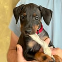 Manchesterterrier