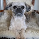 Far: Diego