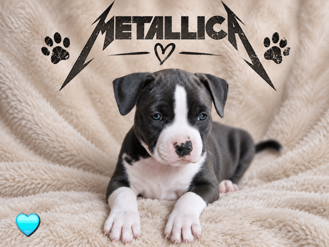 American staffordshire terrier