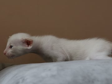 Oriental Adore Cattery