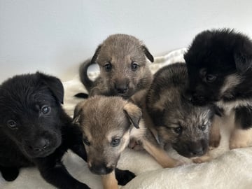Siberian Husky · Stehag · Millie o Milo kennel
