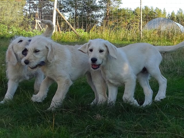 Labradoodle · överkalix · Humlehjarta