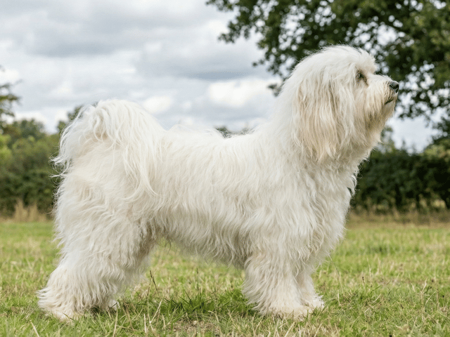 Bichon havanais