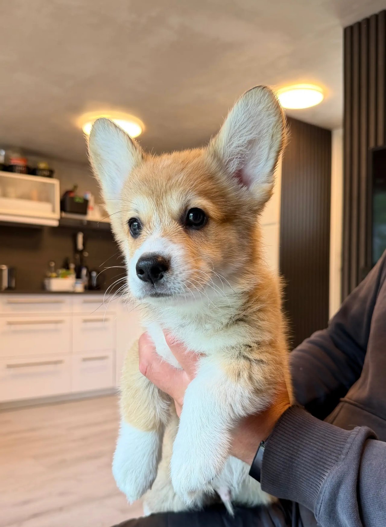 Hallo My Dog