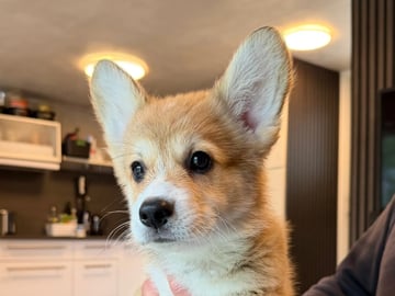 Hallo My Dog