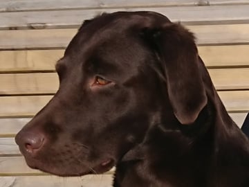 Labrador retriever · Örsundsbro · Storåns kennel