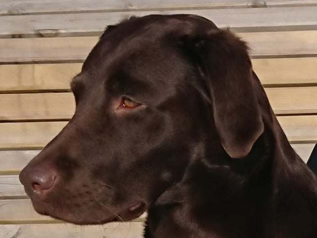 Labrador retriever · Örsundsbro · Storåns kennel
