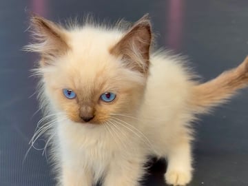 Ragdoll · Vittsjö · Fluffssons