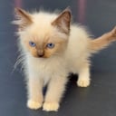 Ragdoll