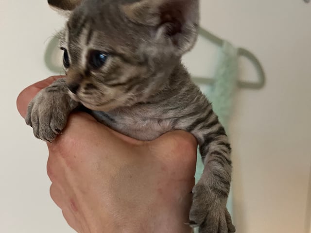 Devon Rex