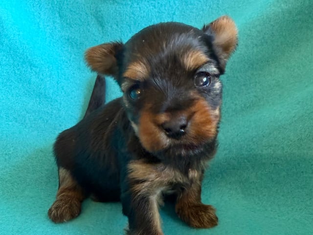 Yorkshire terrier