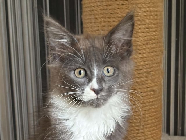 kitten: S*Acoonitum's Rune