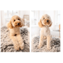 Far: Oddie