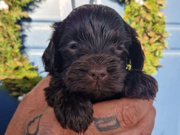 Labradoodle · Mockfjärd · Dalkullas labradoodle