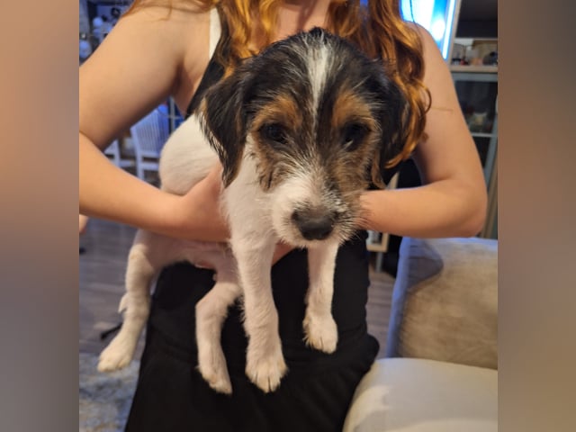 Parson russell terrier