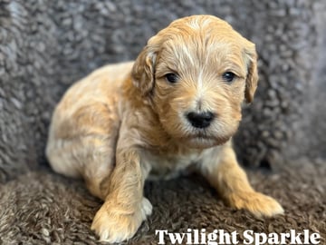 Labradoodle · Vänge · Vanessa W.