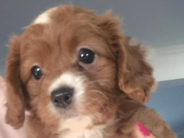 Cavapoo