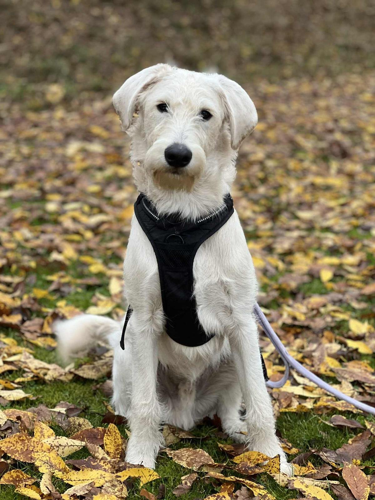Smith Labradoodles