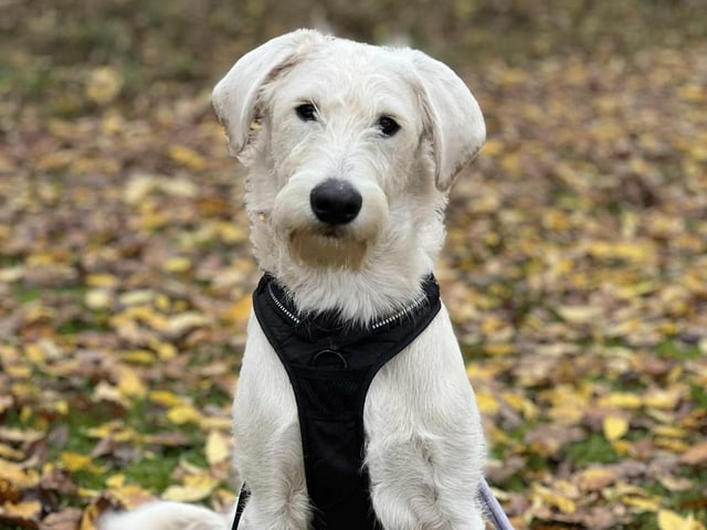 Labradoodle