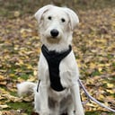 Labradoodle