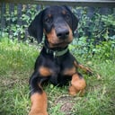Dobermann