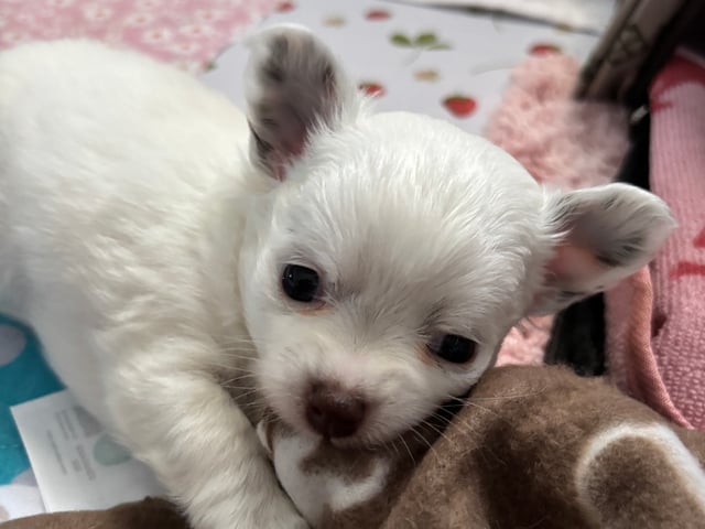 Chihuahua · Nacka · Andréa Fleischer