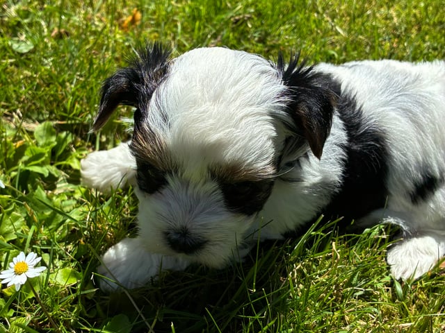 Biewer terrier