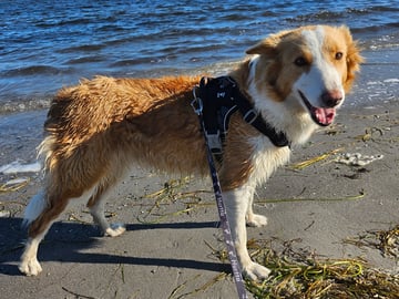 Border Collie · Limhamn · Ruckeltofta Gård