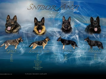 Kennel Snibor Anzi